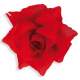 Rose rouge avec attache