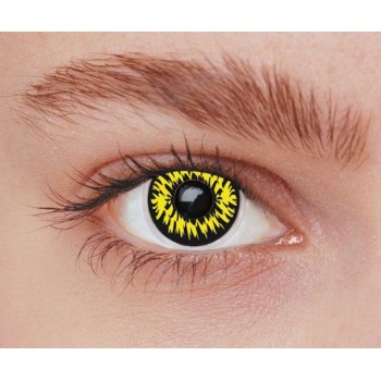 Lentilles loup jaune